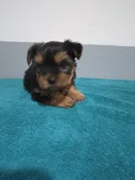 Isabella, a female Yorkshire Terrier for sale in Myrtle Beach, SC – Photo 3 of 4