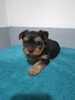 Isabella, a female Yorkshire Terrier for sale in Myrtle Beach, SC – Photo 1 of 4