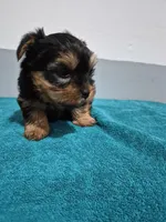 Isabella, a female Yorkshire Terrier for sale in Myrtle Beach, SC – Photo 4 of 4