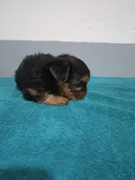 Isabella, a female Yorkshire Terrier for sale in Myrtle Beach, SC – Photo 2 of 4