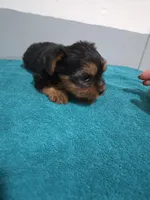 Jackson, a male Yorkshire Terrier for sale in Myrtle Beach, SC – Photo 4 of 4