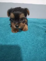 Jackson, a male Yorkshire Terrier for sale in Myrtle Beach, SC – Photo 2 of 4
