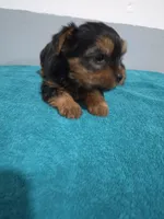 Jackson, a male Yorkshire Terrier for sale in Myrtle Beach, SC – Photo 3 of 4