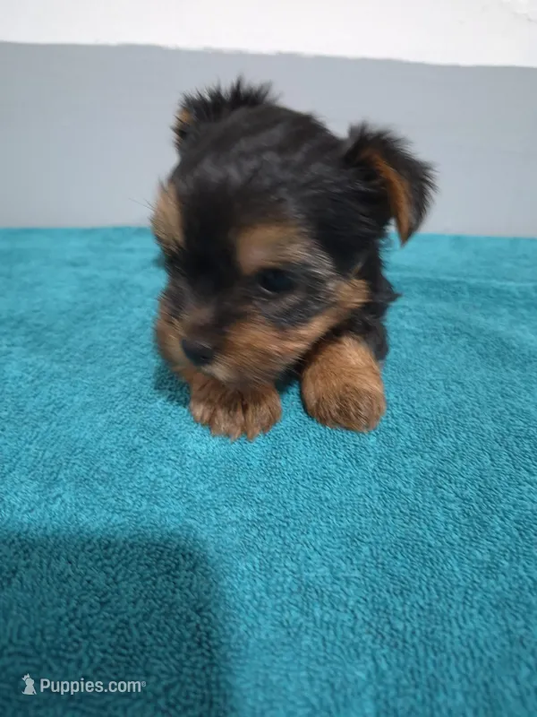 Jackson – Yorkshire Terrier puppy for sale in Myrtle Beach, SC