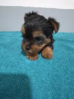 Jackson, a male Yorkshire Terrier for sale in Myrtle Beach, SC – Photo 1 of 4