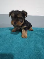 Amelia, a female Yorkshire Terrier for sale in Myrtle Beach, SC – Photo 3 of 4