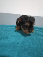 Amelia, a female Yorkshire Terrier for sale in Myrtle Beach, SC – Photo 2 of 4