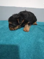 Amelia, a female Yorkshire Terrier for sale in Myrtle Beach, SC – Photo 4 of 4