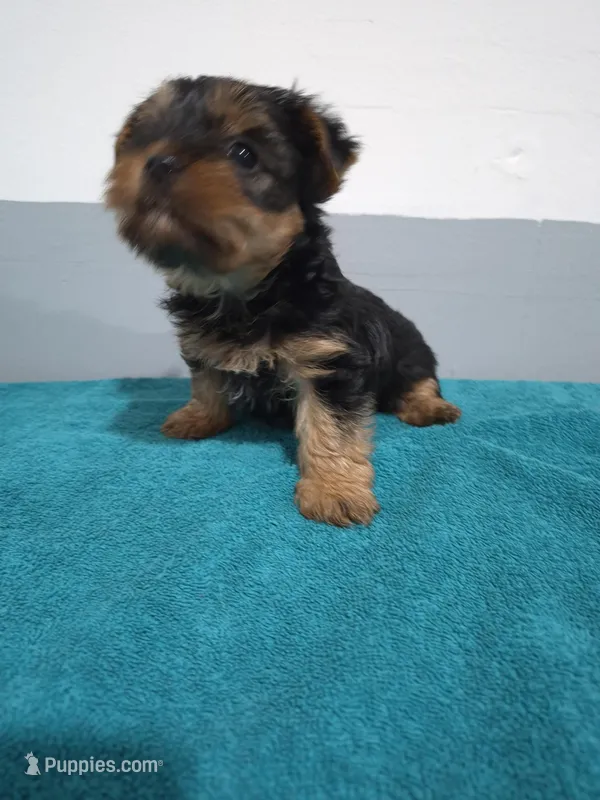 Amelia – Yorkshire Terrier puppy for sale in Myrtle Beach, SC