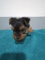 Ethan, a male Yorkshire Terrier for sale in Myrtle Beach, SC – Photo 3 of 4