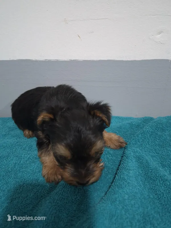 Ethan – Yorkshire Terrier puppy for sale in Myrtle Beach, SC