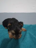 Ethan, a male Yorkshire Terrier for sale in Myrtle Beach, SC – Photo 1 of 4