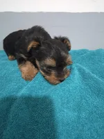 Ethan, a male Yorkshire Terrier for sale in Myrtle Beach, SC – Photo 2 of 4