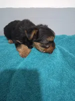 Ethan, a male Yorkshire Terrier for sale in Myrtle Beach, SC – Photo 4 of 4