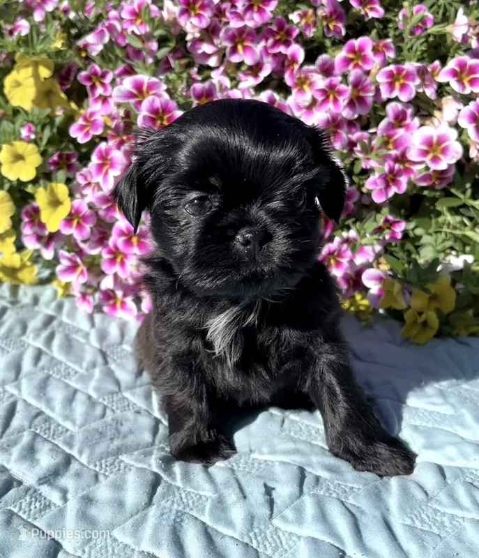 Cee Cee – Shih Tzu puppy for sale in Burlington, WA