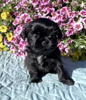 Cee Cee, a female Shih Tzu for sale in Burlington, WA – 1 of 1