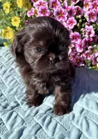 Prince, a male Shih Tzu for sale in Burlington, WA – 2 of 2