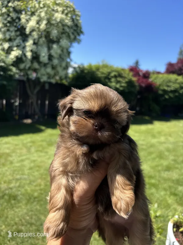 Marley – Shih Tzu puppy on hold in Burlington, WA