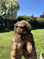 Marley, a female Shih Tzu for sale in Burlington, WA – 1 of 1