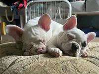 processed/084f842d-716d-447f-af22-dff86cc3676c/facility/8eb17de5-38d5-4902-94a0-9fcd4ffe2054