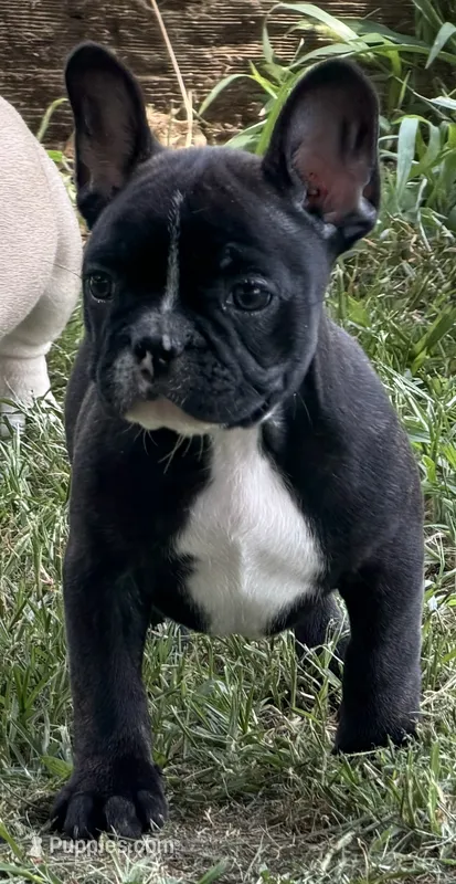 Roodie – French Bulldog puppy for sale in Topeka, KS