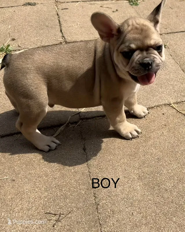 Walter – French Bulldog puppy for sale in Topeka, KS