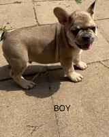 Walter, a male French Bulldog for sale in Topeka, KS – 1 of 4