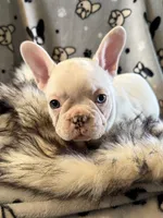 Gemma, a female French Bulldog for sale in Topeka, KS – 4 of 4