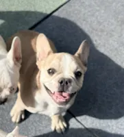 Teddy, a male French Bulldog for sale in Topeka, KS – 1 of 10