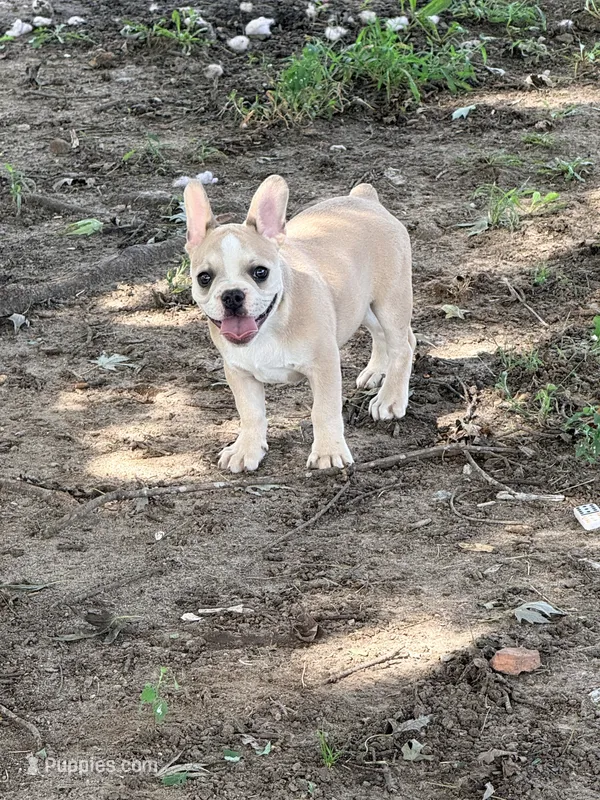 Teddy – French Bulldog puppy for sale in Topeka, KS