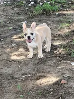 Teddy, a male French Bulldog for sale in Topeka, KS – 5 of 10