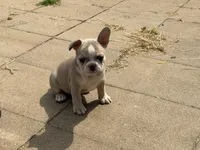 Teddy, a male French Bulldog for sale in Topeka, KS – 4 of 5