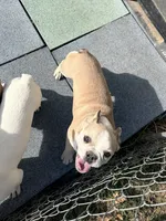 Teddy, a male French Bulldog for sale in Topeka, KS – 3 of 10