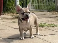 Walter, a male French Bulldog for sale in Topeka, KS – 2 of 4