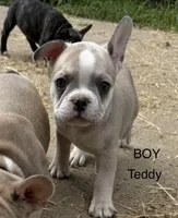 Teddy, a male French Bulldog for sale in Topeka, KS – 2 of 5