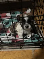 Brownie, a male Mal Shi for sale in Mayetta, KS – 3 of 4