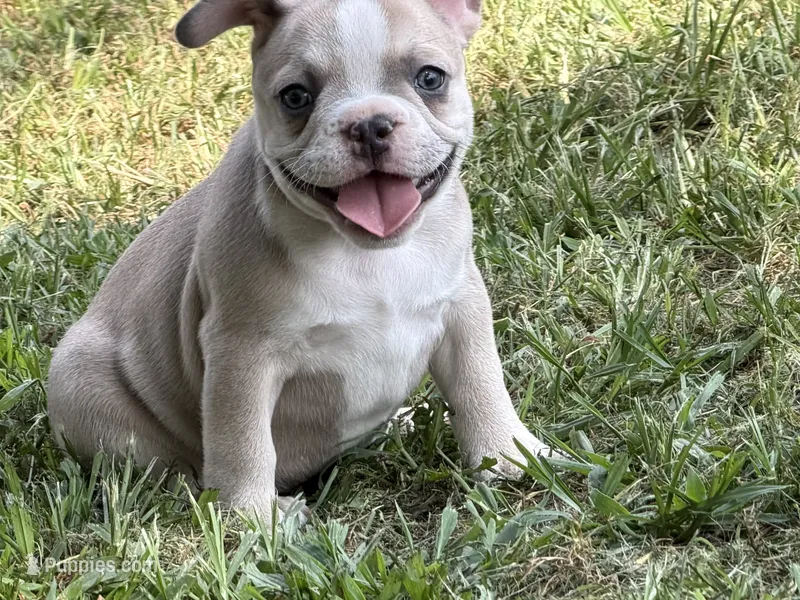 Teddy – French Bulldog puppy for sale in Topeka, KS