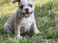 Teddy, a male French Bulldog for sale in Topeka, KS – 1 of 5