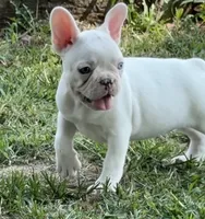 Gemma, a female French Bulldog for sale in Topeka, KS – 2 of 4