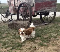 Barkley, a male Shih Tzu for sale in Mayetta, KS – Photo 2 of 2