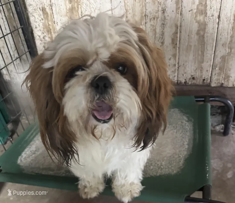 Barkley – Shih Tzu puppy for sale in Mayetta, KS