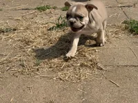 Graham, a male French Bulldog for sale in Topeka, KS – 4 of 5