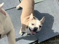 Teddy, a male French Bulldog for sale in Topeka, KS – 2 of 10