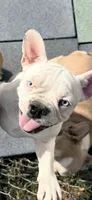 Petey, a male French Bulldog for sale in Topeka, KS – 3 of 8