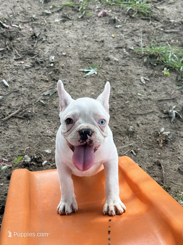Gemma – French Bulldog puppy for sale in Topeka, KS