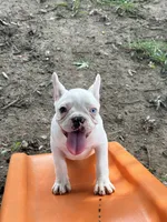 Gemma, a female French Bulldog for sale in Topeka, KS – 1 of 5