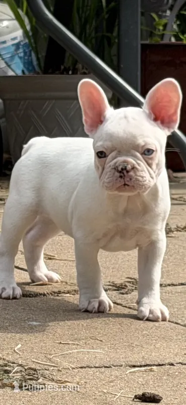 Gemma – French Bulldog puppy for sale in Topeka, KS