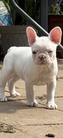 Gemma, a female French Bulldog for sale in Topeka, KS – 1 of 4