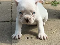 Petey, a male French Bulldog for sale in Topeka, KS – 3 of 3