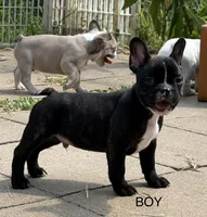 Roodie, a male French Bulldog for sale in Topeka, KS – 4 of 4